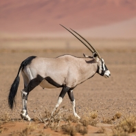oryx jihoafrický - Oryx gazella gazella