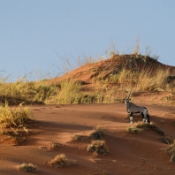 oryx jihoafrický - Oryx gazella gazella