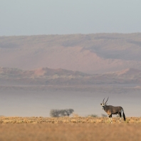 oryx jihoafrický - Oryx gazella gazella