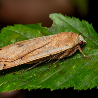 osenice šťovíková - Noctua pronuba