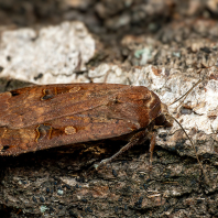 osenice šťovíková - Noctua pronuba