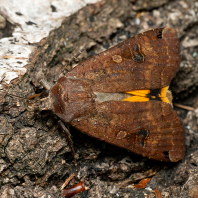 osenice šťovíková - Noctua pronuba