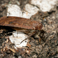 osenice šťovíková - Noctua pronuba