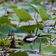 ostnák bažantí - Hydrophasianus chirurgus