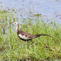 ostnák bažantí - Hydrophasianus chirurgus
