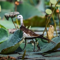 ostnák bažantí - Hydrophasianus chirurgus