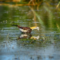 ostnákovití - Jacanidae