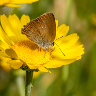 ostruháček kapinicový - Satyrium acaciae