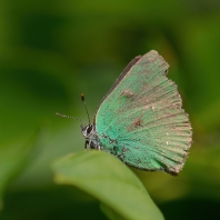 ostruháček ostružinový - Callophrys rubi