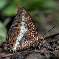 ostruhák jižní - Charaxes jasius