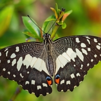 otakárek citrusový - Papilio demoleus