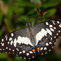 otakárek citrusový - Papilio demoleus