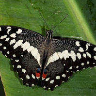 otakárek citrusový - Papilio demoleus