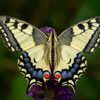 otakárek fenyklový - Papilio machaon
