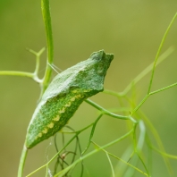 otakárek fenyklový - Papilio machaon