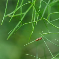 otakárek fenyklový - Papilio machaon