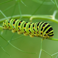 otakárek fenyklový - Papilio machaon