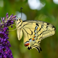 otakárek fenyklový - Papilio machaon