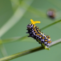 otakárek fenyklový - Papilio machaon