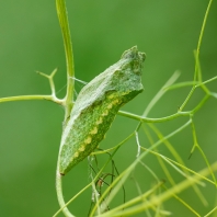 otakárek fenyklový - Papilio machaon