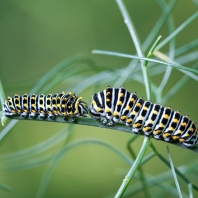 otakárek fenyklový - Papilio machaon
