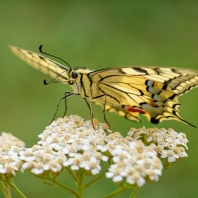 otakárek fenyklový - Papilio machaon