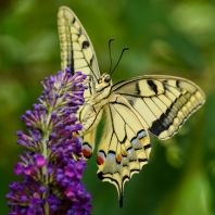 otakárek fenyklový - Papilio machaon