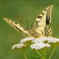 otakárek fenyklový - Papilio machaon
