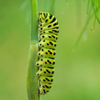 otakárek fenyklový - Papilio machaon