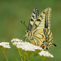 otakárek fenyklový - Papilio machaon