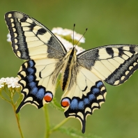 otakárek fenyklový - Papilio machaon