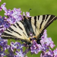 otakárek ovocný - Iphiclides podalirius