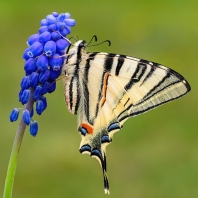 otakárek ovocný - Iphiclides podalirius