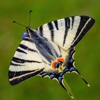 otakárek ovocný - Iphiclides podalirius