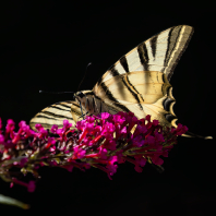 otakárek ovocný - Iphiclides podalirius