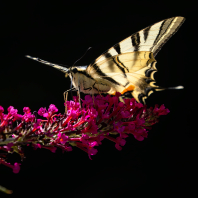 otakárek ovocný - Iphiclides podalirius