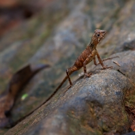 Otocryptis wiegmanni