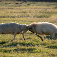ovce domácí - Ovis aries