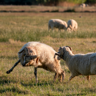 ovce domácí - Ovis aries