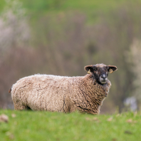 ovce domácí - Ovis aries