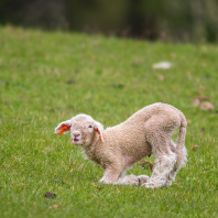 ovce domácí - Ovis aries