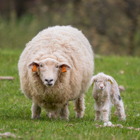 ovce domácí - Ovis aries