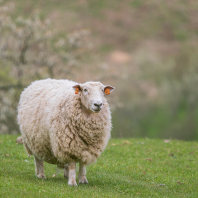 ovce domácí - Ovis aries
