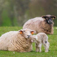 ovce domácí - Ovis aries