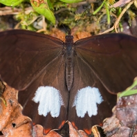 Oxeoschistus leucospilos