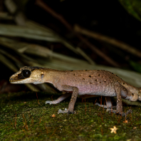 pagekon chameleóní - Carphodactylus laevis
