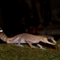 pagekon chameleóní - Carphodactylus laevis