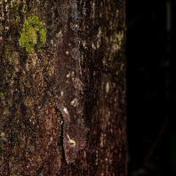 pagekon lupenoocasý - Saltuarius cornutus