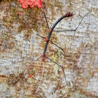 pakobylka peruánská - Oreophoetes peruana