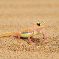 Palmatogecko rangei